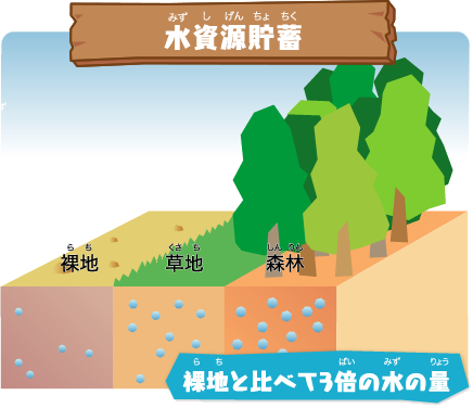 水資源貯蓄　裸地と比べて3倍の水の量
