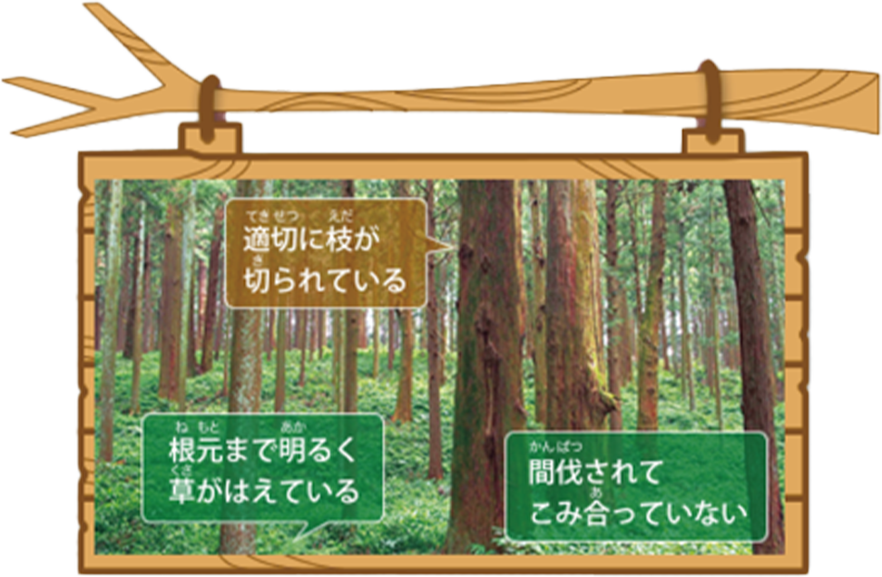 間伐を行うと森がよりよく育つ事を表した画像