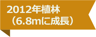 2012年植林（6.8ｍに成長）
