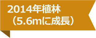 2014年植林（5.6ｍに成長）