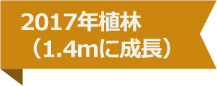 2017年植林（1.4ｍに成長）
