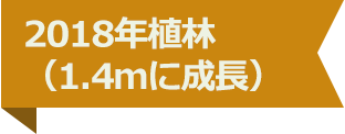 2018年植林（1.4ｍに成長）