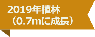 2019年植林（0.7ｍに成長）