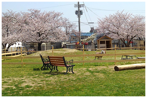 東運動場の写真