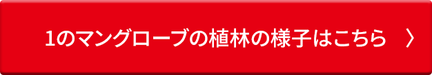1の植林の様子はこちら