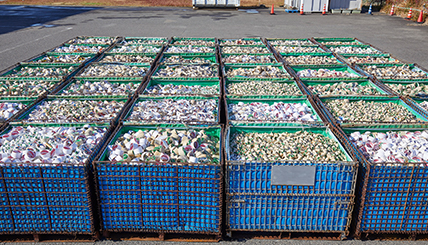 2025年12月15日日に回収した巻心の写真